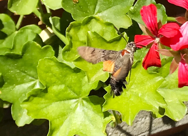 Macroglossum stellatarum - kacsafarkú szender
