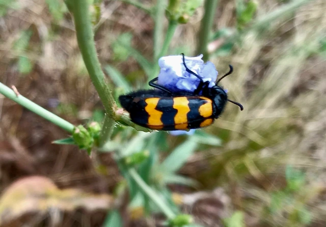 Mylabris variabilis - szalagos hólyaghúzó Mylabris variabilis - szalagos hólyaghúzó