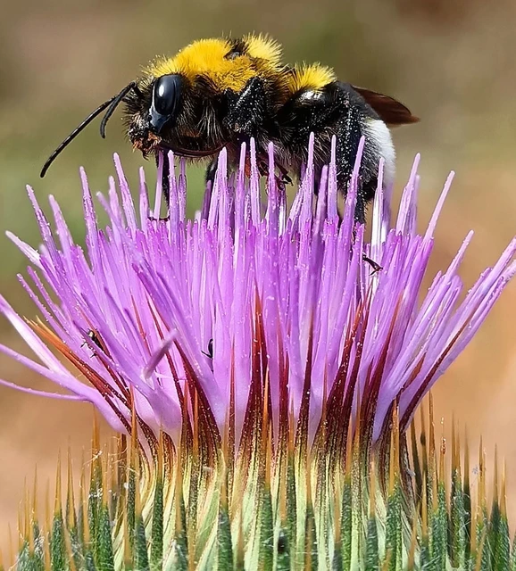 Bombus - poszméhek