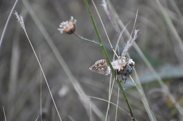 Polyommatus coridon - ezüstkék boglárka