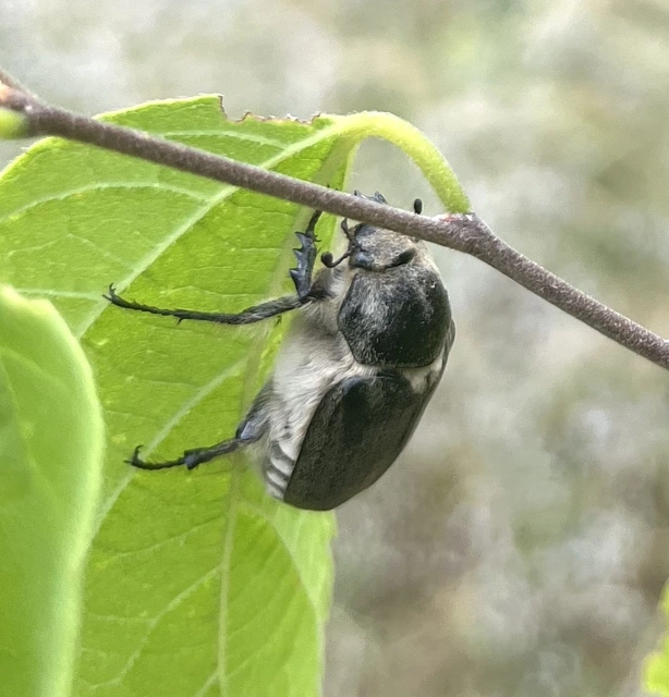 Anoxia pilosa - pusztai cserebogár