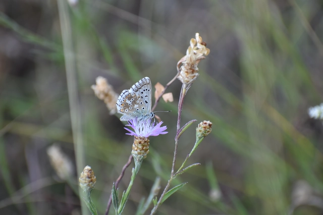 Polyommatus coridon - ezüstkék boglárka