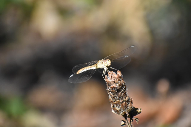 Sympetrum meridionale - fakó katona-szitakötő