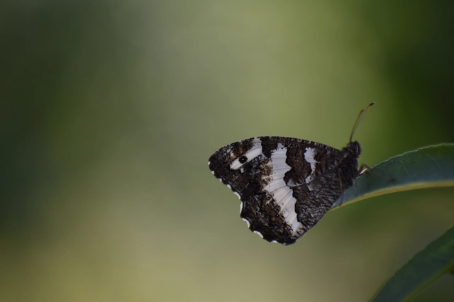 Brintesia circe - fehéröves szemeslepke