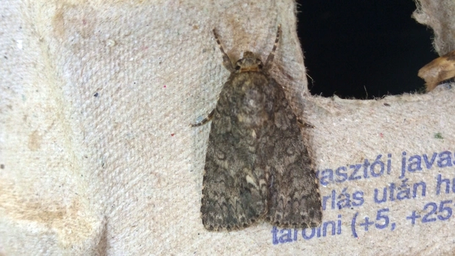 Acronicta rumicis - sóska-szigonyosbagoly