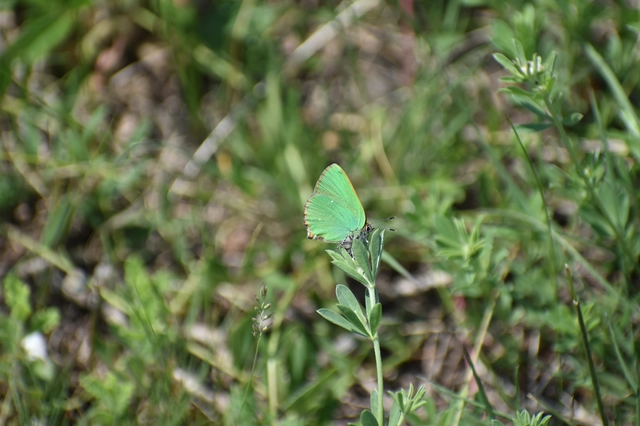 Callophrys rubi - zöldfonákú lepke