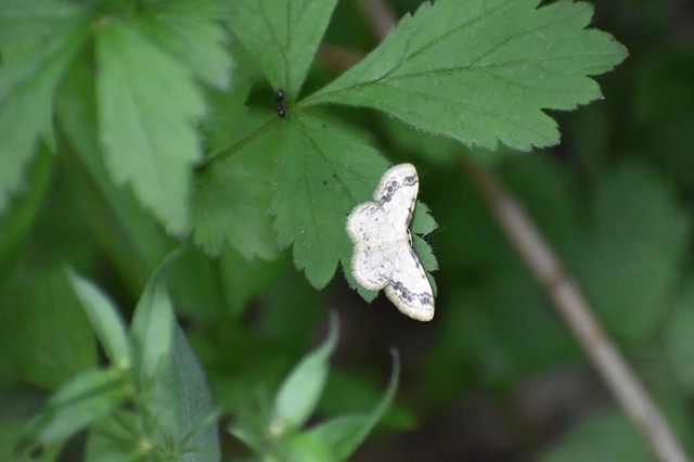 Idaea trigeminata - csúcsfoltos apróaraszoló