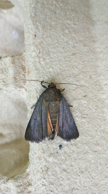 Amphipyra livida - zsírfényű bagoly