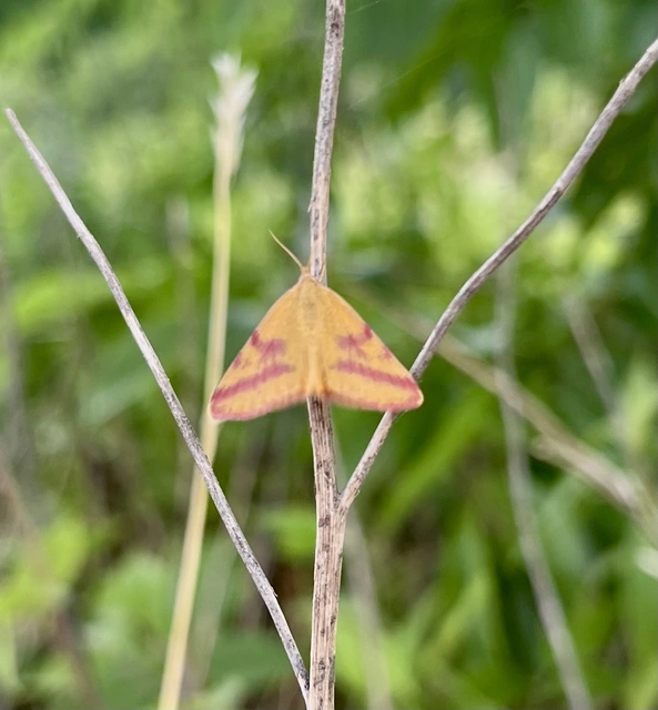 Lythria purpuraria - bíborsávos araszoló