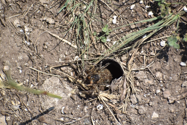 Geolycosa vultuosa - pokoli cselőpók