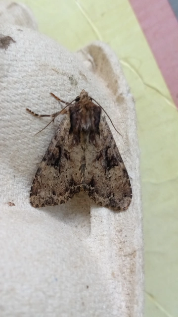 Apamea epomidion - vörösbarna dudvabagoly
