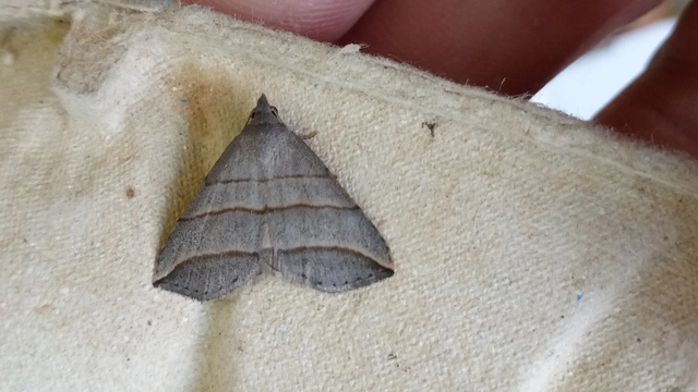 Colobochyla salicalis - háromsávos törpebagoly