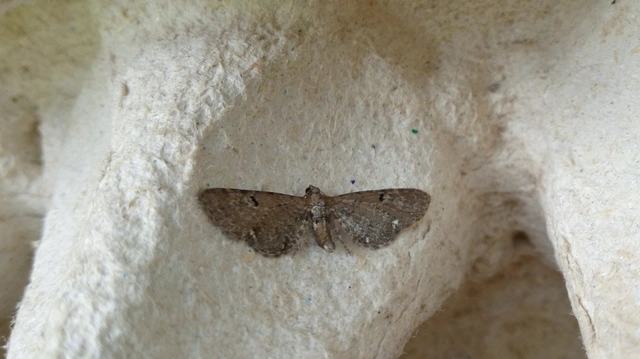 Eupithecia absinthiata - üröm-törpearaszoló