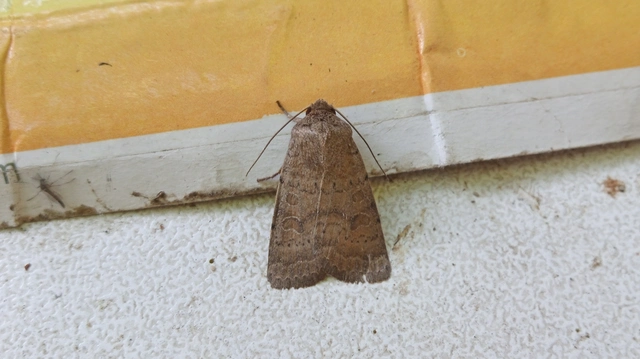 Hoplodrina octogenaria - barna selymesbagoly