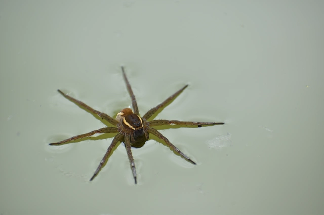 Dolomedes plantarius/fimbriatus