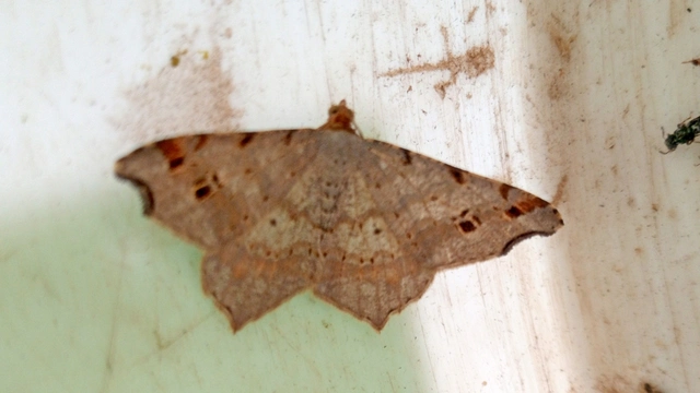 Macaria alternata - közönséges szürkearaszoló