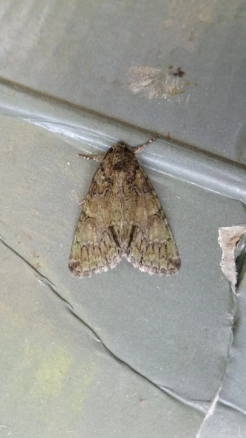 Polyphaenis sericata - selyemfényű erdeibagoly