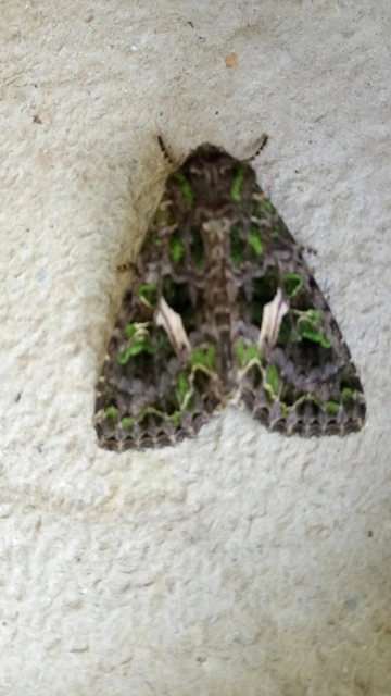 Trachea atriplicis - nyári zöldbagoly