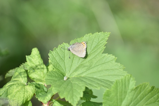 Satyrium pruni - szilvafa-csücsköslepke