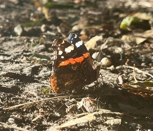 Vanessa atalanta - atalantalepke