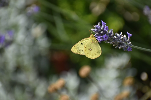 Colias alfacariensis - déli kéneslepke