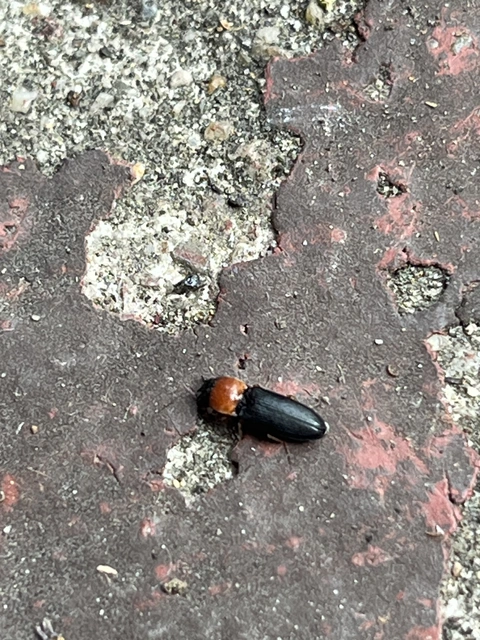 Cardiophorus gramineus - pirosnyakú szívespattanó