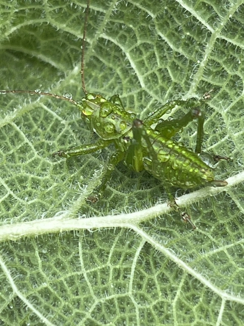 Tettigonia