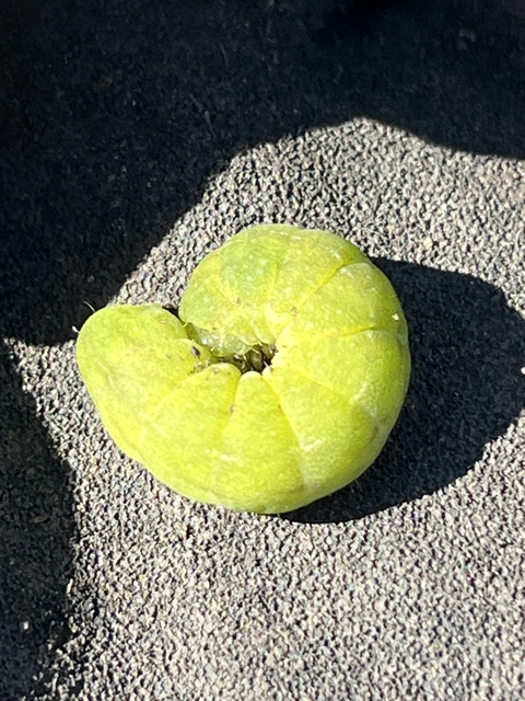 Phlogophora meticulosa - vándorló csipkésbagoly