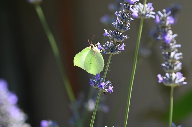 Gonepteryx rhamni - citromlepke