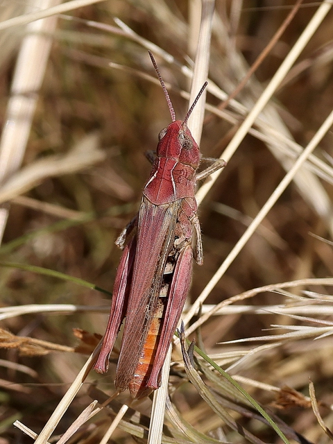 Chorthippus (Glyptobothrus) (subgenus)