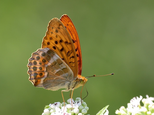 Argynnis paphia - nagy gyöngyházlepke