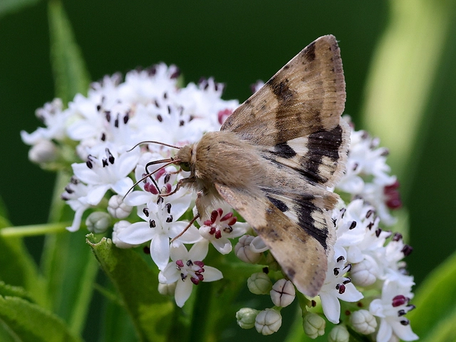 Heliothis viriplaca - mácsonyabagoly