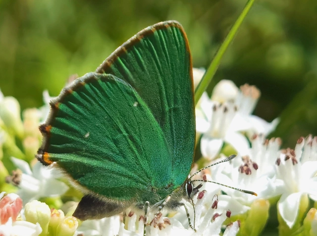 Callophrys rubi - zöldfonákú lepke