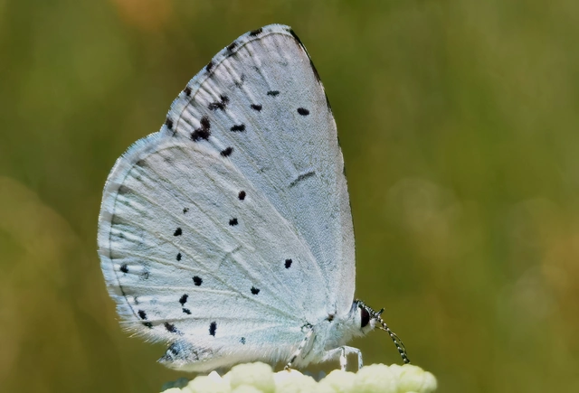 Celastrina argiolus - bengeboglárka