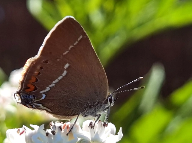 Satyrium spini - kökény-csücsköslepke