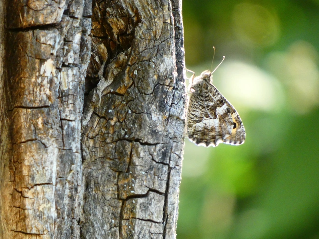 Hipparchia semele - barna szemeslepke