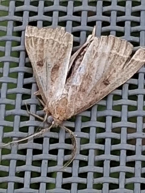 Pechipogo plumigeralis - tollascsápú karcsúbagoly