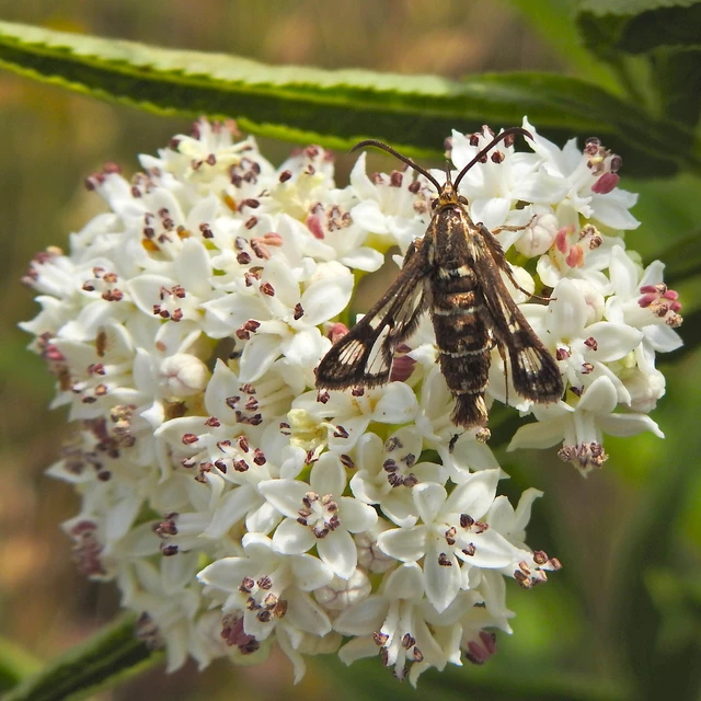 Sesiidae - szitkárfélék