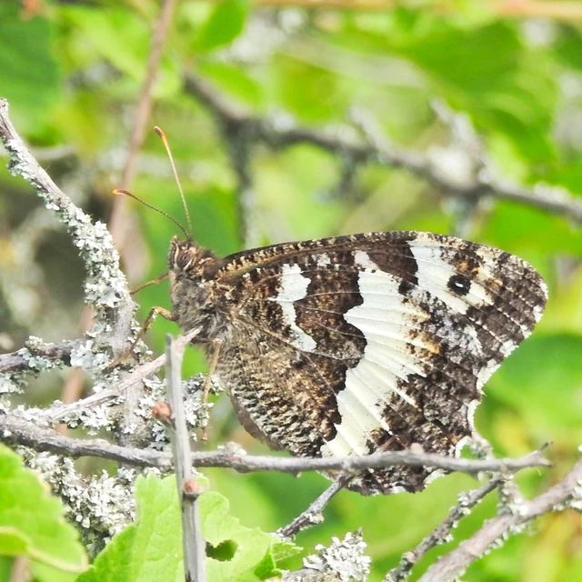 Brintesia circe - fehéröves szemeslepke