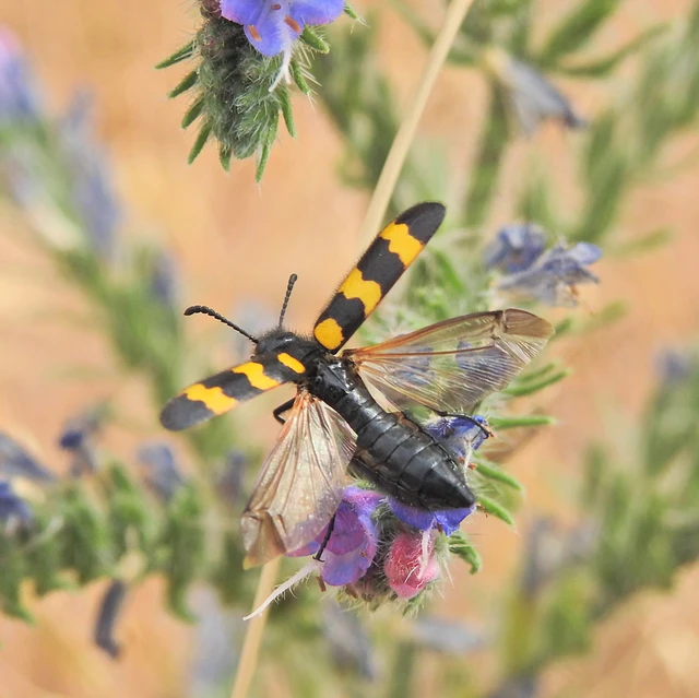 Mylabris variabilis - szalagos hólyaghúzó Mylabris variabilis - szalagos hólyaghúzó