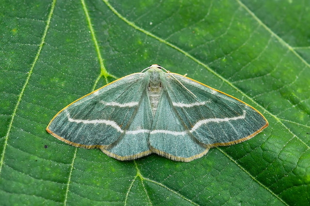 Hylaea fasciaria - erdeifenyő-sávosaraszoló
