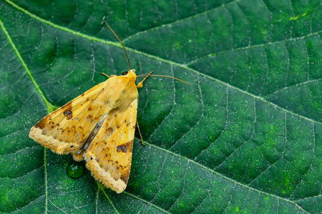Heliothis peltigera - nagy veteménybagoly