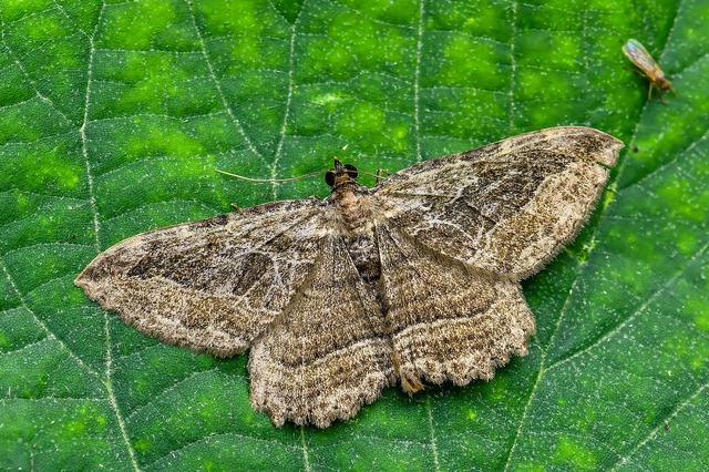 Philereme transversata - varjútövis-araszoló
