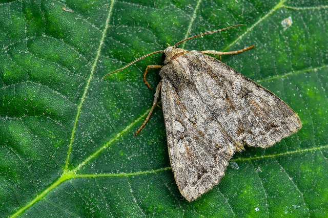 Apterogenum ypsillon - ipszilon-erdeibagoly