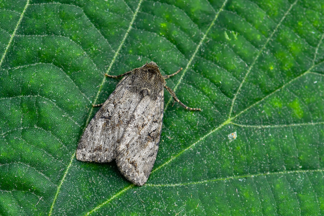 Apterogenum ypsillon - ipszilon-erdeibagoly