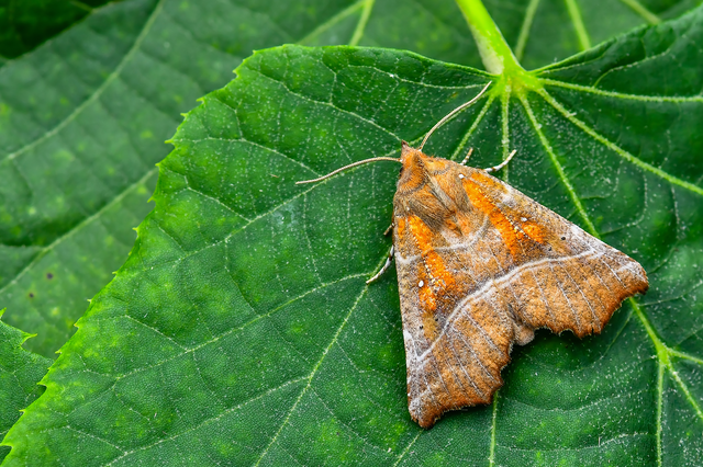 Scoliopteryx libatrix - vörös csipkésbagoly