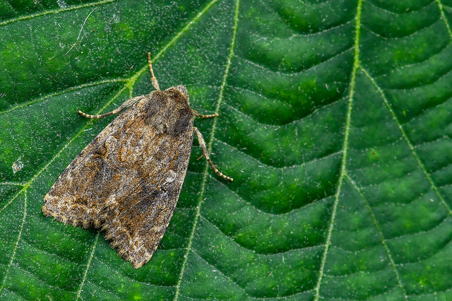 Apterogenum ypsillon - ipszilon-erdeibagoly