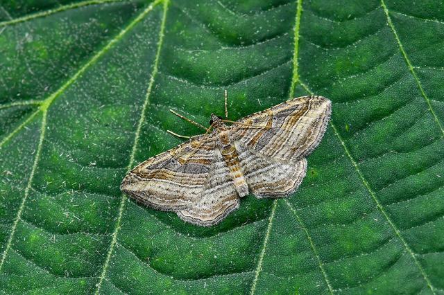 Costaconvexa polygrammata - soksávú araszoló