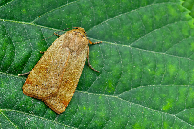 Noctua comes - kis sárgafűbagoly