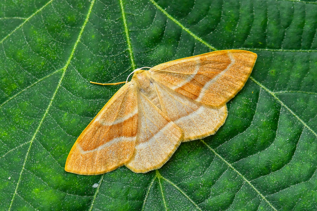 Hylaea fasciaria - erdeifenyő-sávosaraszoló